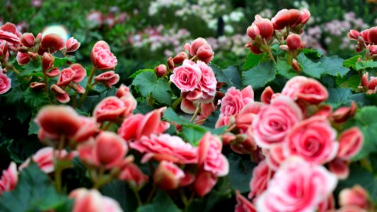 Greenery, Rose, Garden photo