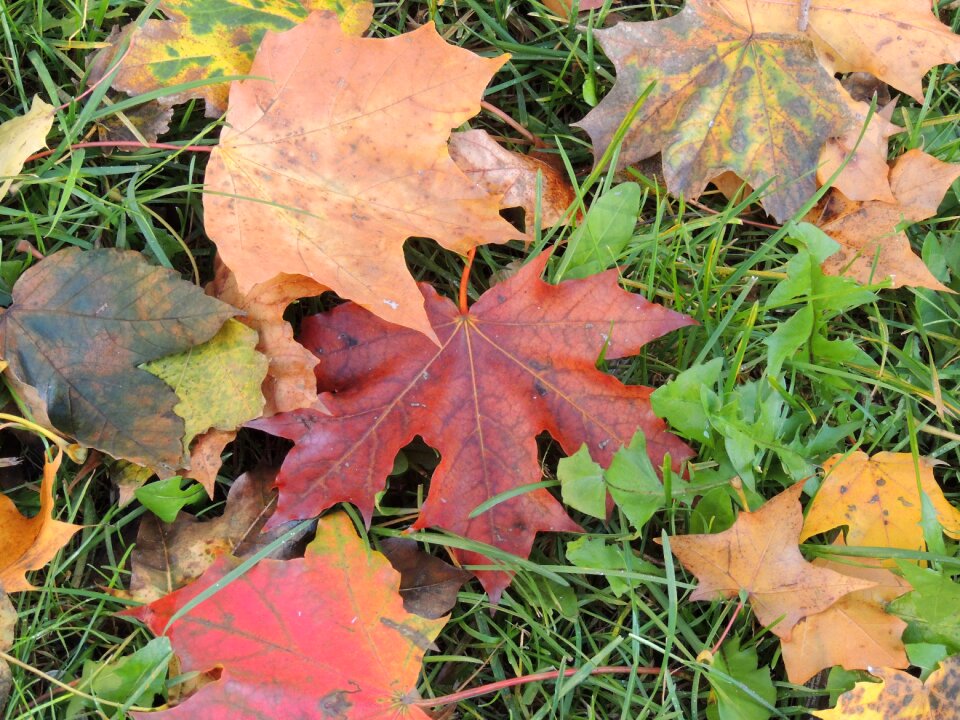 Nature autumn gold foliage