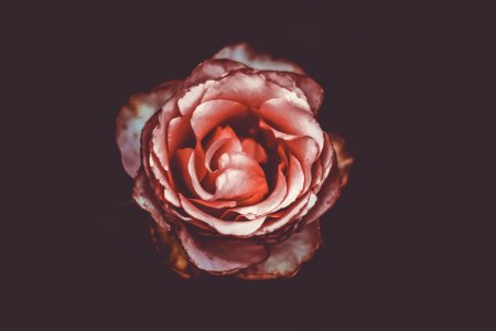macro photography of pink rose flwoer photo