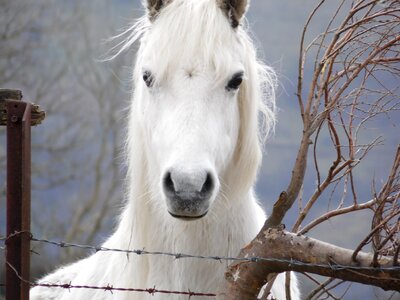 Head stallion breed photo