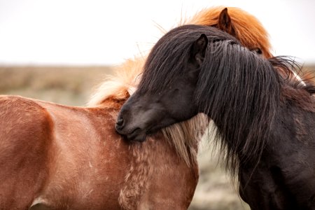 brown and black horses photo