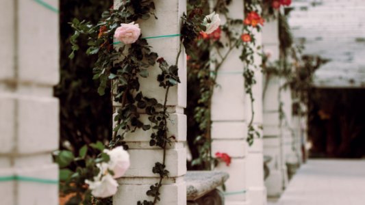 white petaled roses on white concrete pillar photo