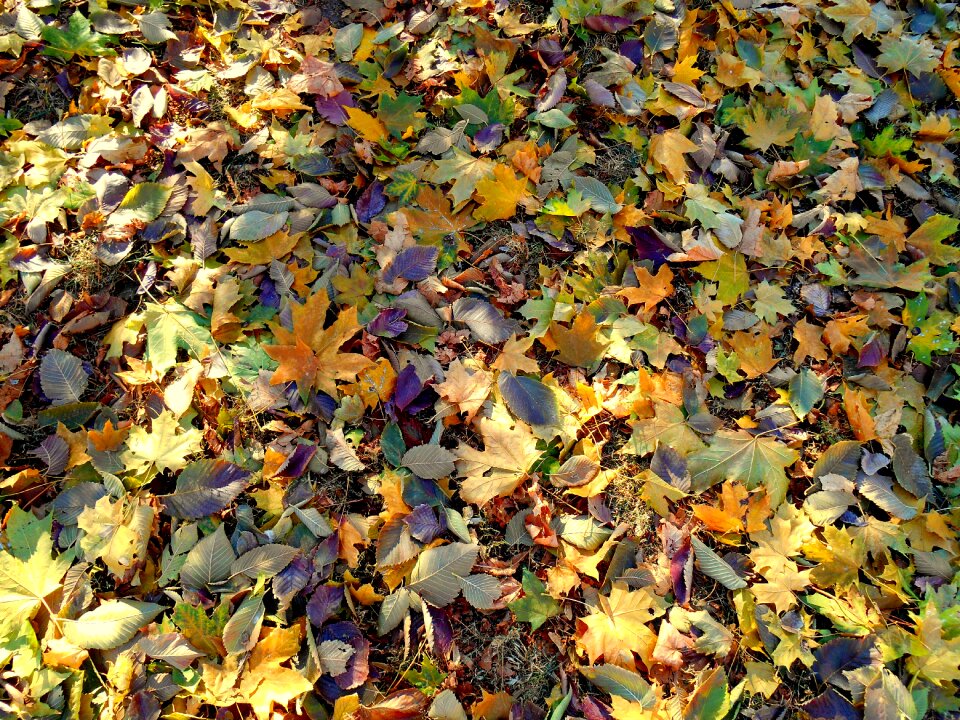 Leaves autumn colorful