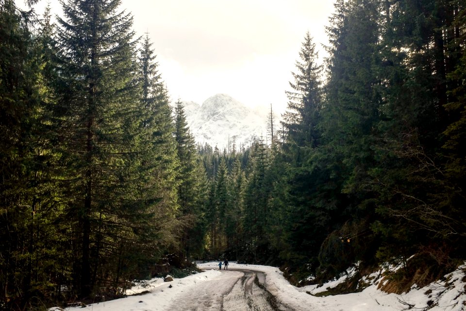 roadway coated with snow between green pine trees