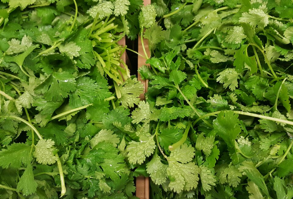 Chinese parsley greens cooking