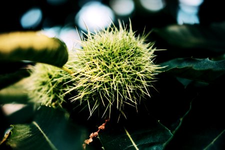 Mainz, Germany, Spikes photo