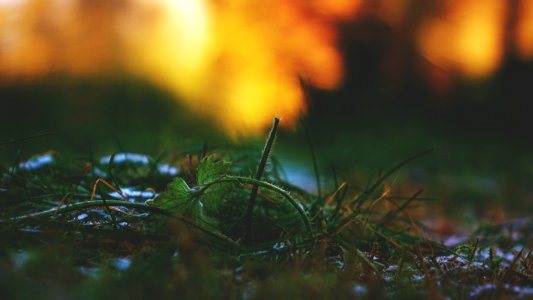 close up photo of green leaf