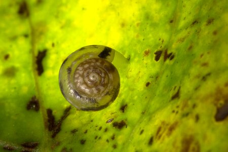 Snail shell dry rigid