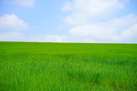 Wheat spike spike cereals