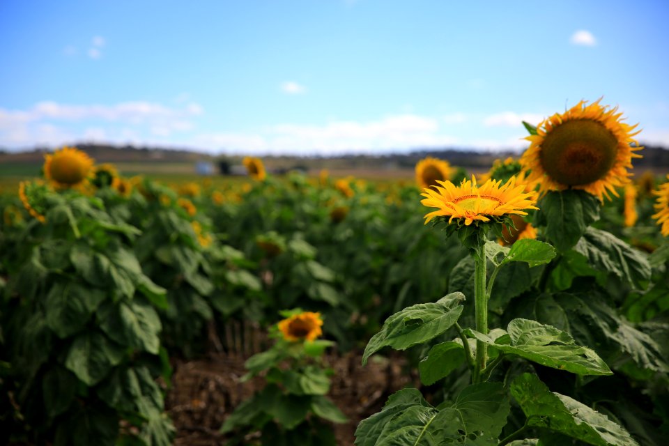 Allora, Australia, Sun