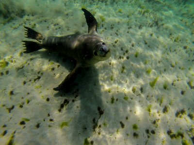 Baird bay, Australia, Friend