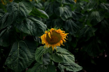 sunflower with green leaves photo