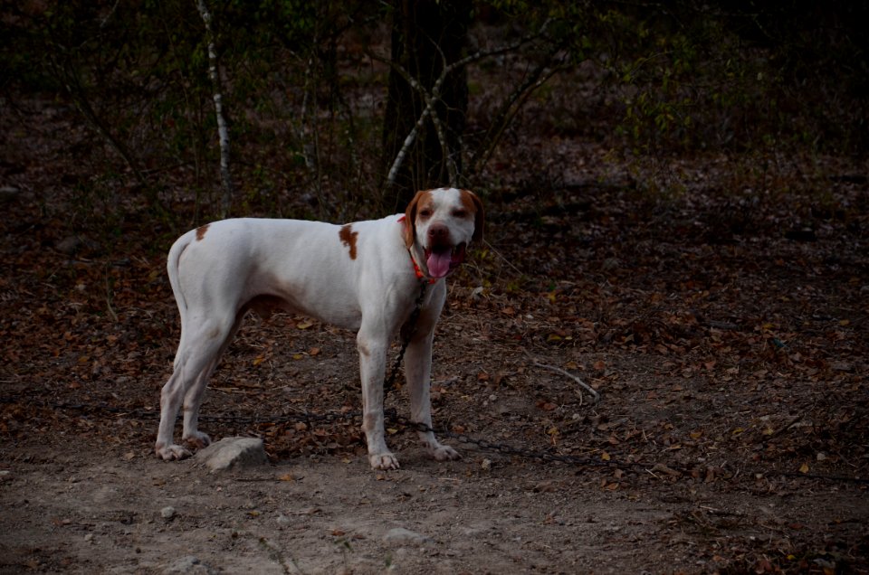 Navasota, United states, Dog