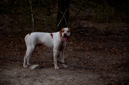 Navasota, United states, Dog