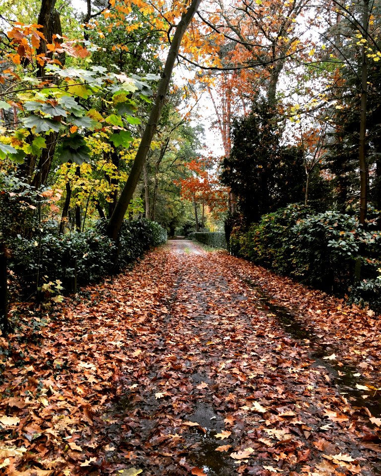 Leafs, Autumn, Keerbergen