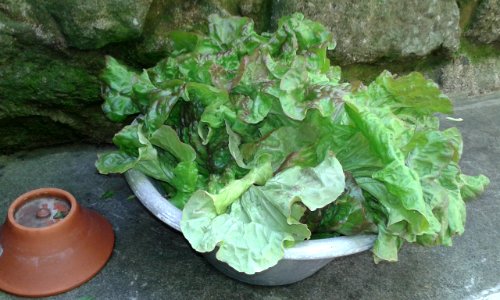 Fresh vegetables, Farmer market, Lettuce