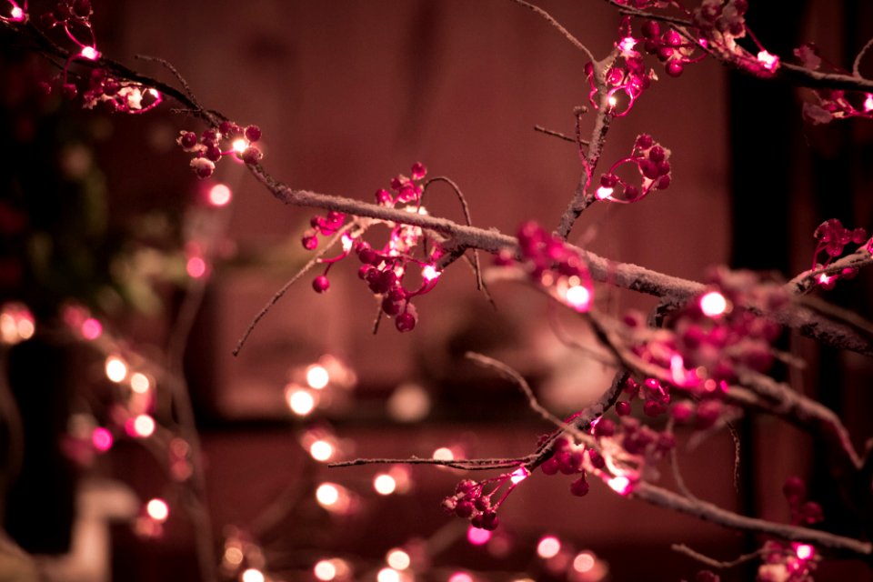 Holiday, Branch, Red