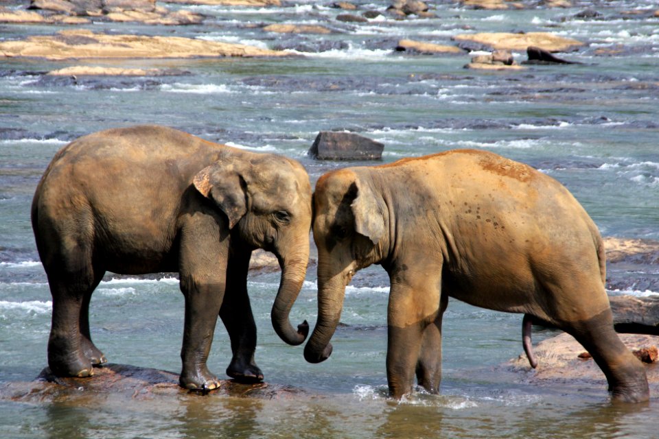 Sri lanka, Elephants
