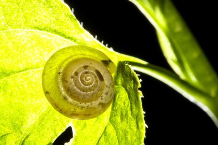 Snail shell dry rigid