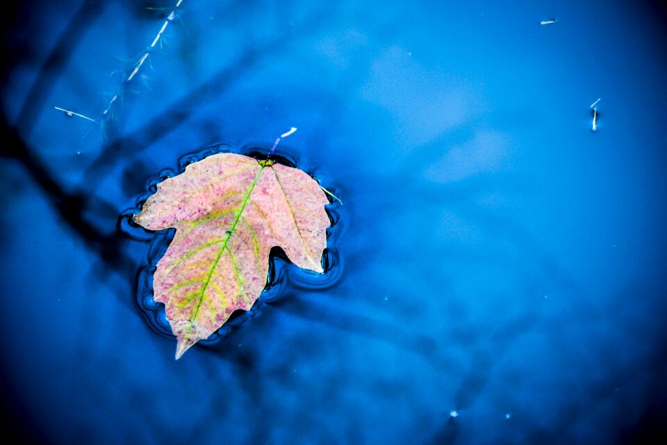 Nature drops wet