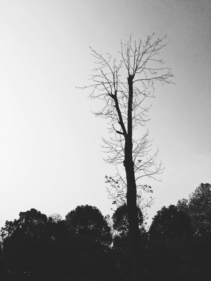 Black, Tree