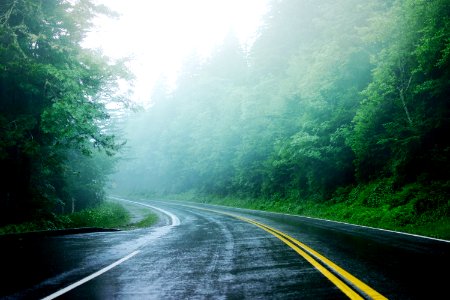 Smoky mountains, Trees, Forest