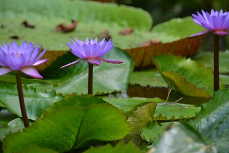 Flora tropics brazil