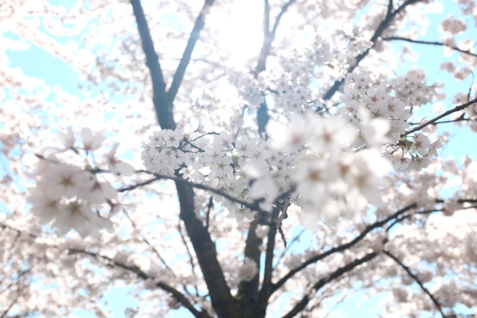 white cherry blossom tree under clear blue sky photo