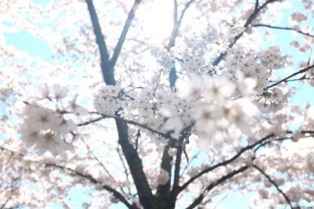 white cherry blossom tree under clear blue sky photo