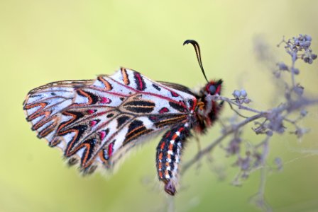 macro photography of multicolored moth photo