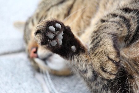 Animal domestic cat paw print photo