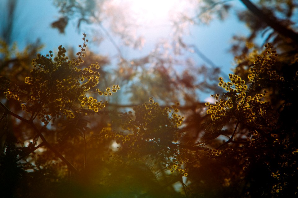 Doncaster, Australia, Wattles