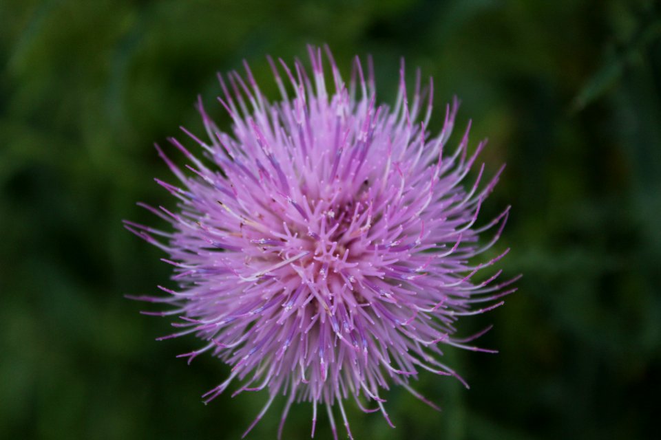 Nature, Wildlife, Flower