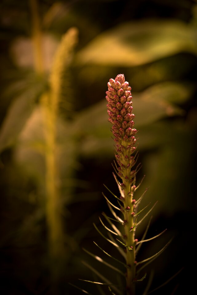 Liatris spicata flower blossom