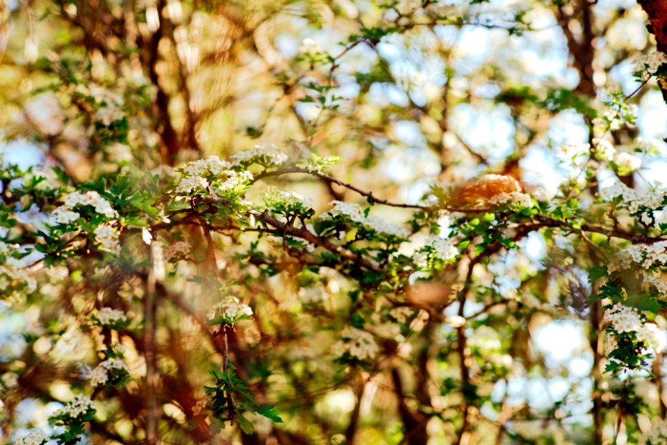 macro shot photography of green plants