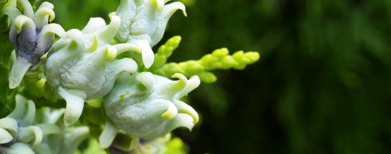 Cypress close up macro photo