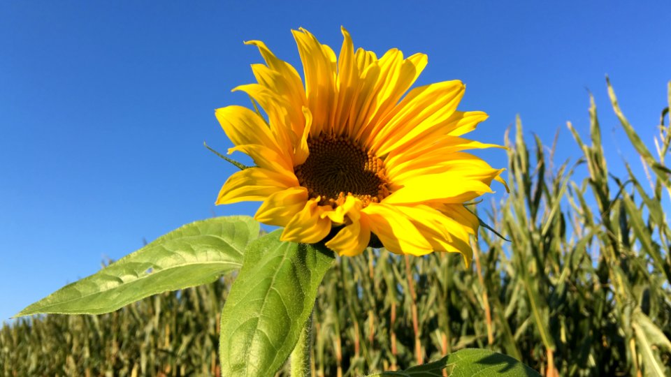 Sunflower, Sky, Flower photo