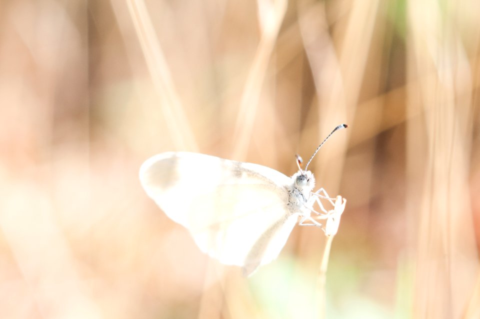 white butterfly on brown grass