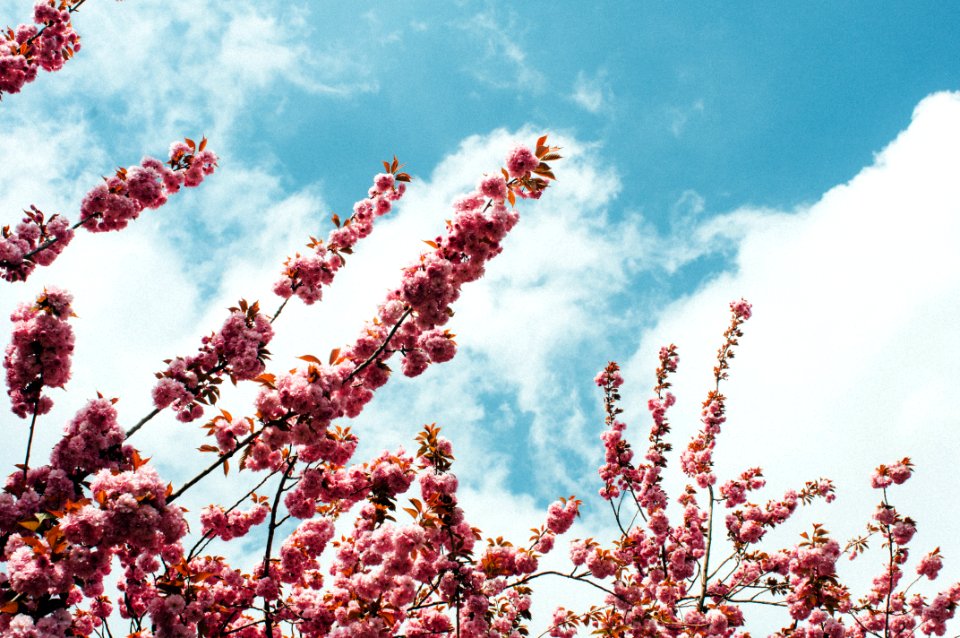 cherry blossom tree