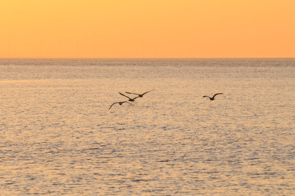 Nature, Sunset, Birds