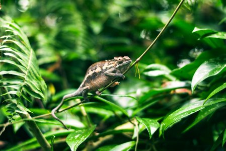 chameleon on plant branch during daytime