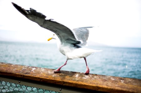 photography of white and gray bird on brown wooden fence near sea photo