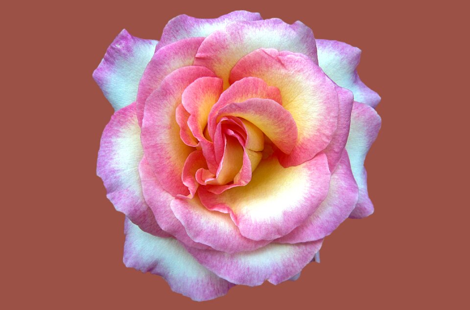 Rose garden rose flower