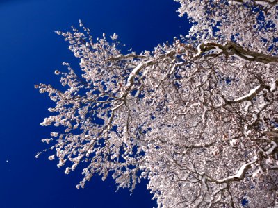 Ice, Branch, Pattern