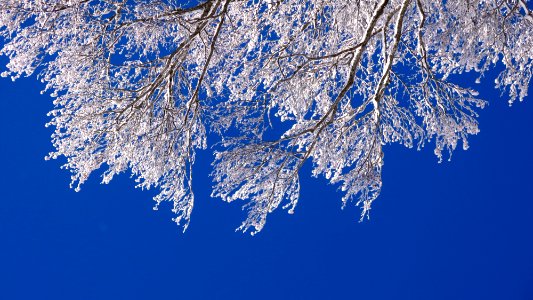 Cold, Leaf, Sky