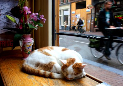 Amsterdam, Netherl, Sleep photo