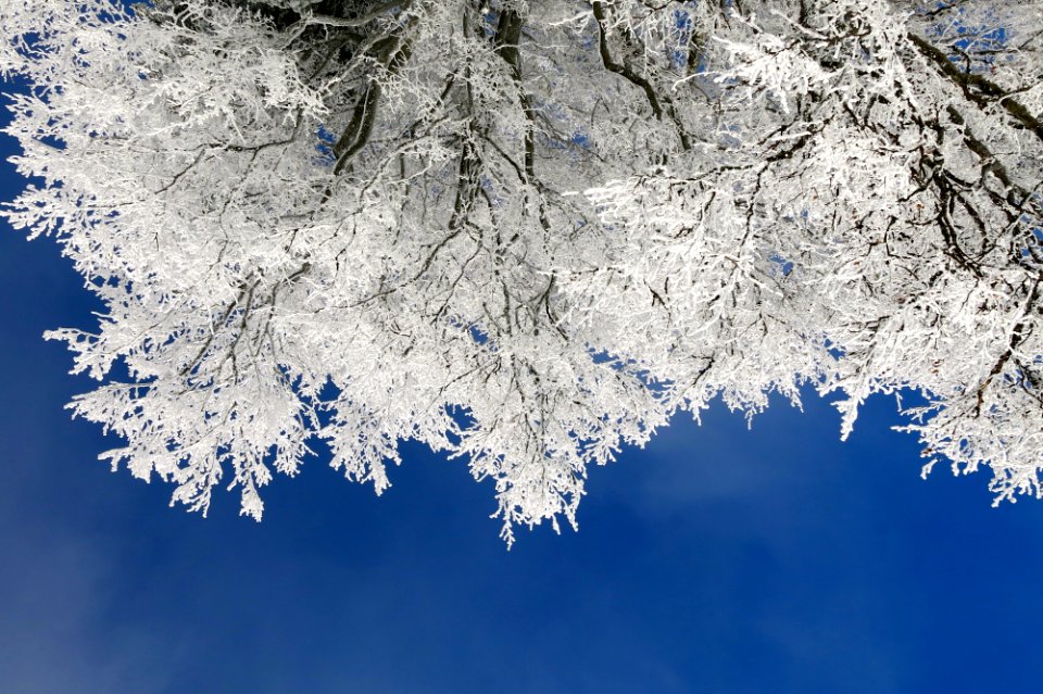 eyeworm view photo of tree with white leaf