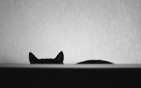 Minimalism, Cat, Animals photo