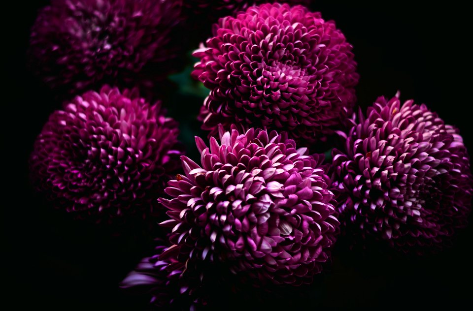 closeup photo of five pink pompom flowers