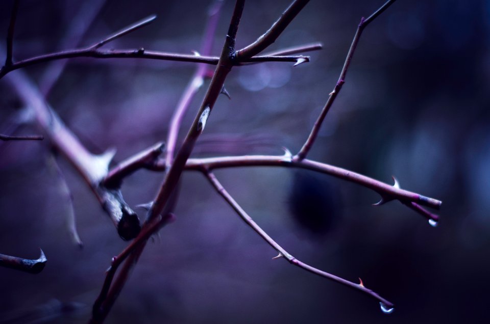 shallow focus photography of tree branch